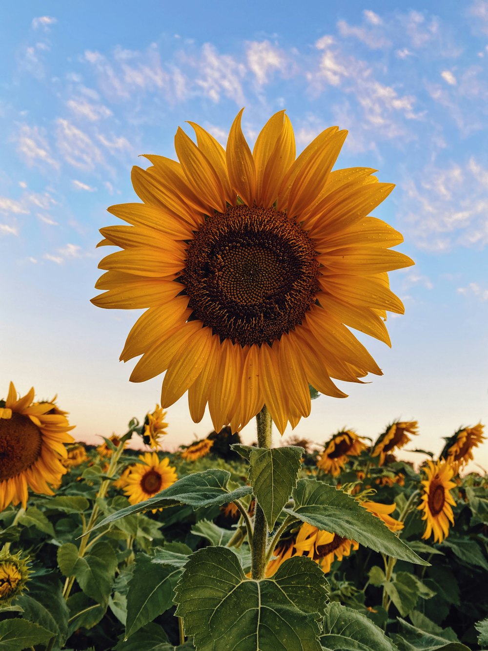 A sunflower head in full bloom above a field of sunflowers