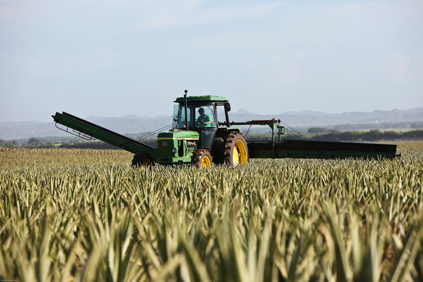 A tractor working through a ripe cereal field under a pale sky