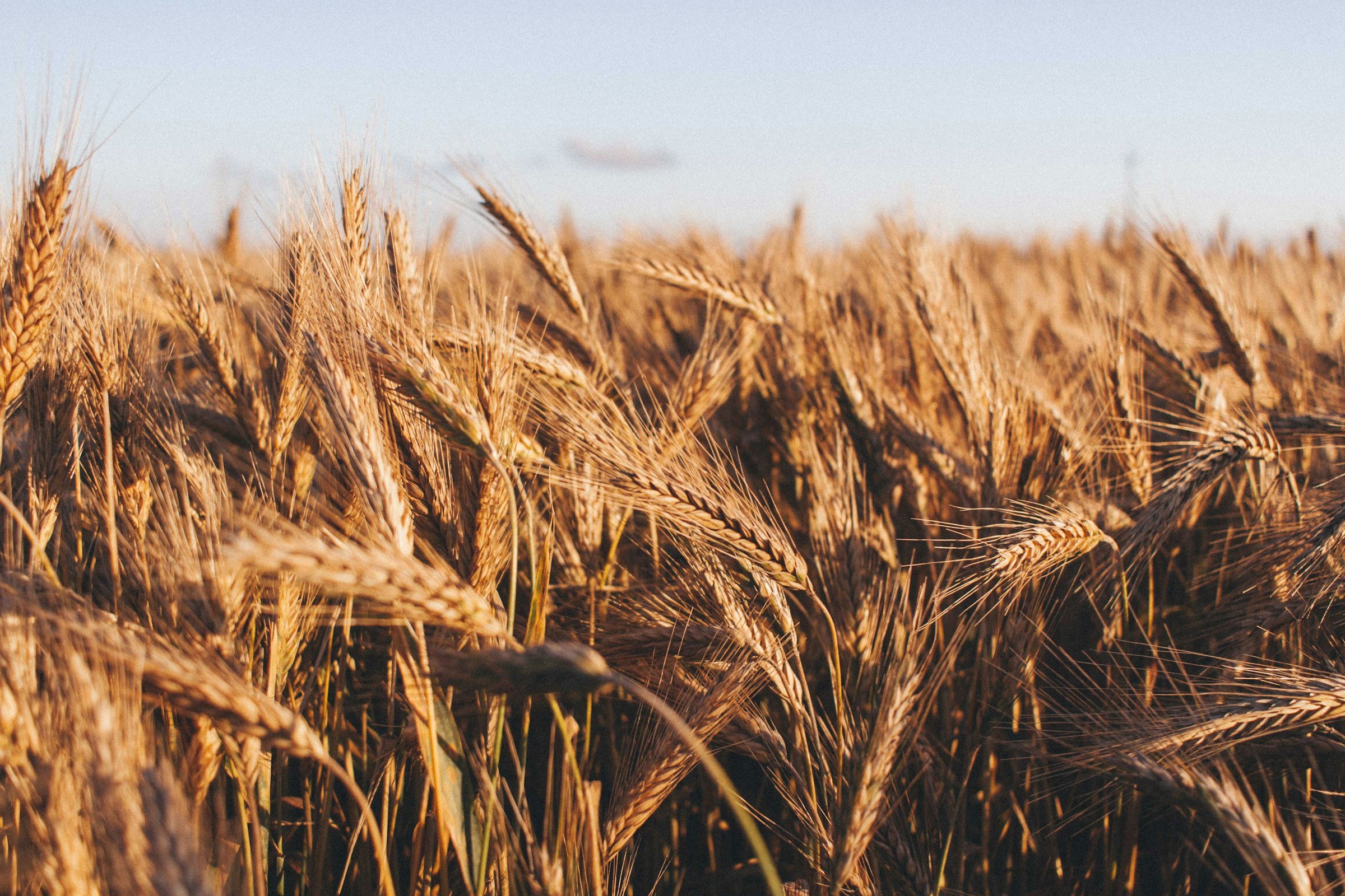 Close view of golden wheat ears in a field at the end of the day